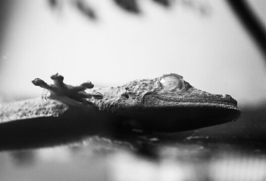 Black And White Leopard Gecko Resting On Branch With Shallow Focus