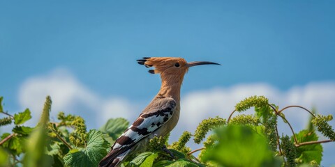 a hoopoe bird sitting on top of a green and lush hop plant, against a blue sky background.