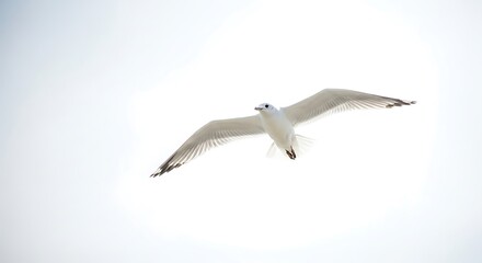 Obraz premium Seagull In Flight.