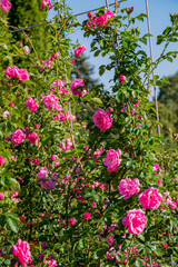 Fototapeta premium A sunny garden filled with vibrant pink roses, showcasing nature's beauty