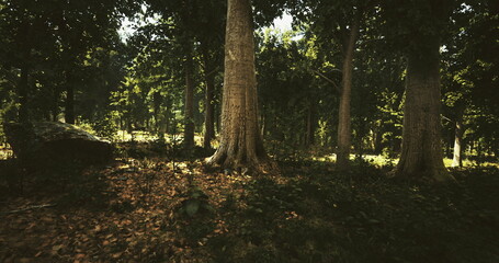 Obraz premium ancient forest floor under giant trunk with dense leaflitter and mossy base deep canopy casts dappled shadow, while roots and fallen wood frame quiet, earthy