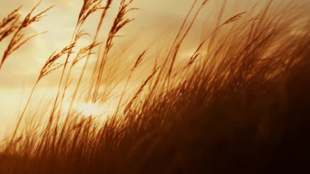 Golden tall grass moving gently in the wind, creating natural texture and pattern against a warm, dramatic sky during sunset, symbolizing tranquility, freedom, and the passage of time