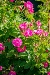 Beautiful pink roses flourish in a sunny garden, attracting bees and creating a lively atmosphere