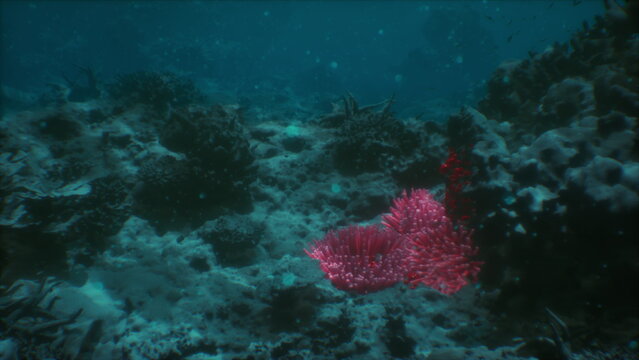 Crimson sea fan anchored on dim reef slope with deep blue backdrop, dramatic silhouette and textured polyps. Mooddriven frame suited for conservation