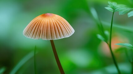 Close up macro mushroom growing in green forest with soft bokeh natural wildlife detail calm nature photography on white background
