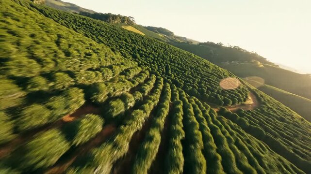 green tea plantation