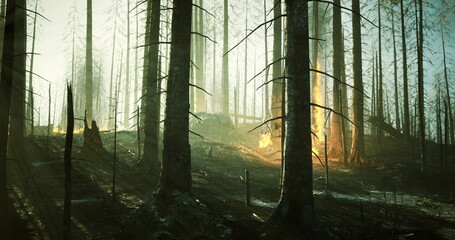 Obraz premium Burnt trees stand tall in a scorched forest as glowing embers flicker in the dim light. The air feels thick with smoke, revealing the effects of a recent fire on the environment.