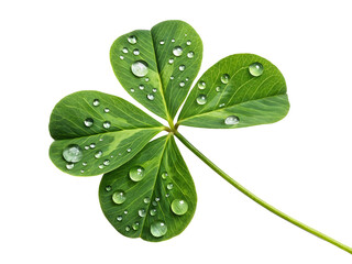 four leaf clover