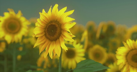 Naklejka premium single sunflower bloom with soft bokeh, detailed petals and textured center, shallow focus, intimate botanical portrait, calm pastoral mood, high resolution