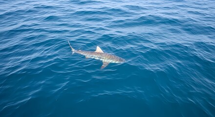 Obraz premium A shark swimming just below the surface of clear blue ocean water.