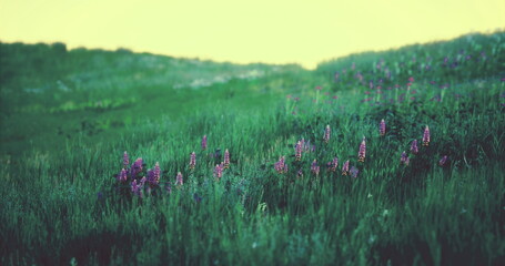 soft green hillside with wildflowers scattered purple blooms across rolling grass and vintage film tone, shallow depth creating calm, perfect for wellness