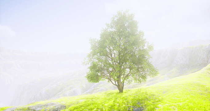 ethereal lone tree in high key meadow bathed in soft white light, diffused atmosphere and faint distant cliffs create minimalist composition for meditation