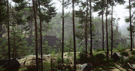 Foggy pine valley with slender trunks and mossy rocks, camper imagined preparing coffee at dawn, subtle mist weaving through trees, cool earthy tones
