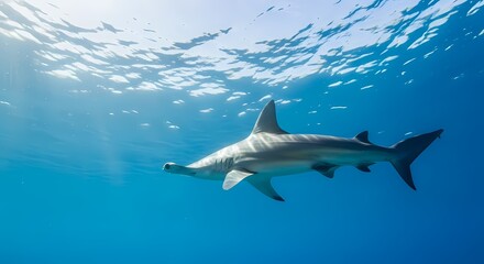Obraz premium A majestic hammerhead shark swims gracefully in the clear blue ocean, illuminated by sunlight from above.