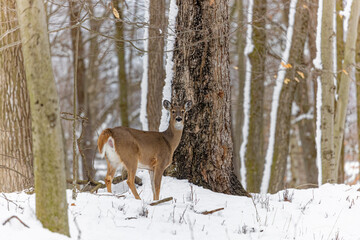 Deer. The white-tailed deer  also known as the whitetail or Virginia deer in winter on snow
