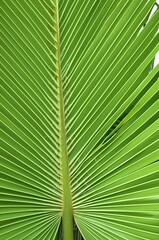 Palm Leaf Long pinnate or fan shaped leaves with fibrous margins