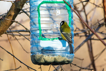 A great tit grips the edge of a recycled bottle feeder ready to peck at seed the clear plastic and green tape framing a simple act of care in a winter garden © Chornogirskyi