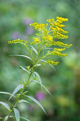 goldenrod