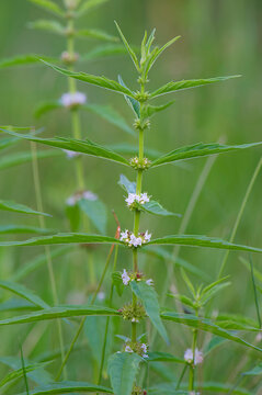 Portrait of American bugleweed