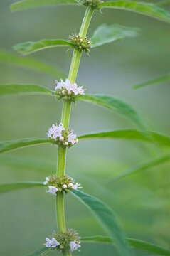 closeup of American bugleweed