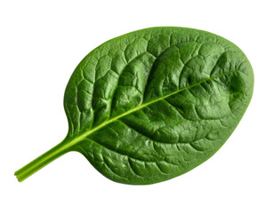 A single, vibrant green leaf with prominent veins on a black background