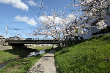 川沿いの桜　