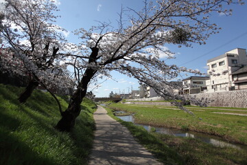 川沿いの桜