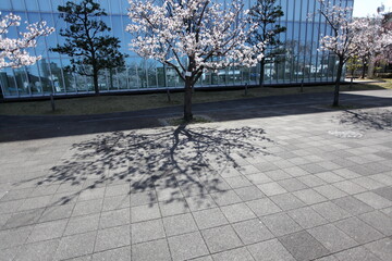 ビルの前庭の桜　