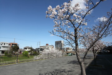 川沿いの桜