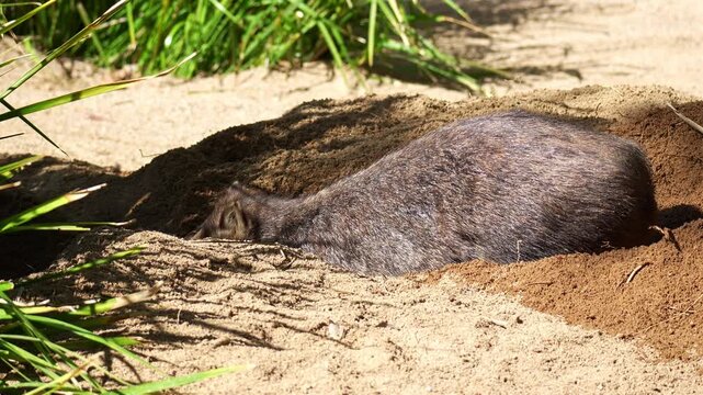 A cute wombat actively digging a burrow in the sandy ground with its powerful forepaws and kicking loose dirt behind with the hind legs under the sun, close up shot.