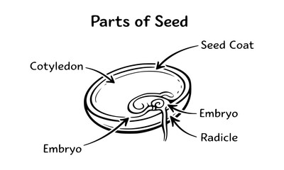 Parts of a seed anatomy diagram in black and white