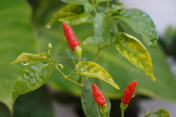 Chili plants with diseased leaves.