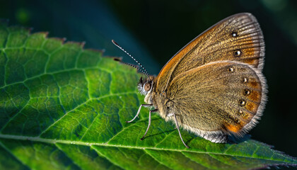 Obraz premium Golden Butterfly Resting on Green Leaf Macro Shot