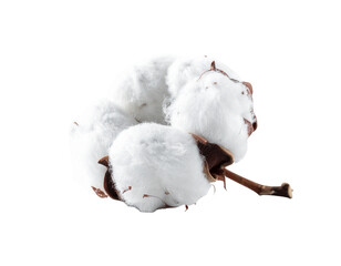Fluffy white cotton boll with brown stem on black background
