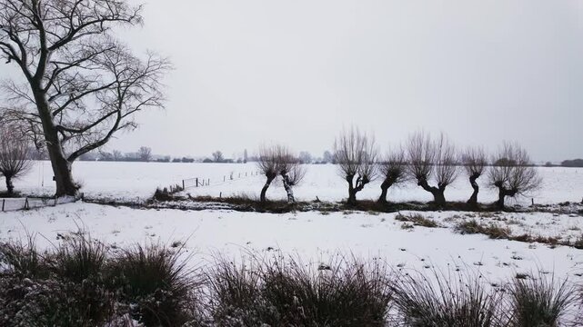 Row of pollard willow trees in wide snow covered Dutch field. Winter landscape under white overcast sky in Oosterbeek countryside.