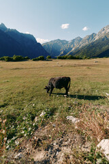 Obraz premium Cow, meadow, mountains, grazing, valley, pasture, landscape, nature in a sunlit alpine field with a solitary black cow feeding on grass, wide open plain and distant rugged peaks.