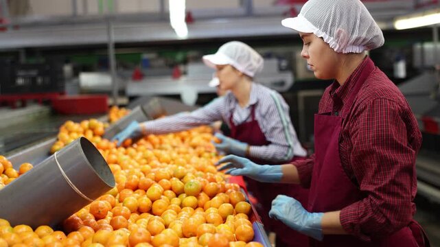 Women's team in colored uniforms sort tangerines on a conveyor line for processing citrus fruits in a warehouse. 