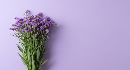 Obraz premium Celebrating women's day with lavender blooms a symbol of empowerment and beauty