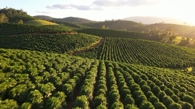 Sweeping drone aerial perspective gliding slowly over endless rows of organized green coffee plantation crops stretching across rolling tropical hillsides cultivation, coffee, crop