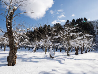 雪化粧の木々と青空