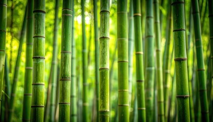 Obraz premium Lush green bamboo forest tranquility inspires peace, nature connection, and calm, with soft sunlight and vibrant green stems in a serene woodland setting.