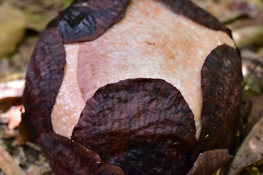 Rafflesia bud, World's largest flower,Rafflesia kerrii, Khao Sok, Surat Thani Province.