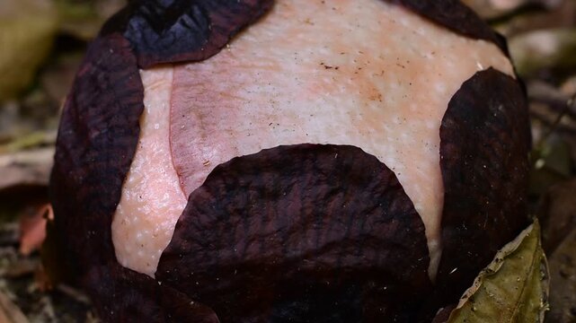 Rafflesia bud, World's largest flower,Rafflesia kerrii