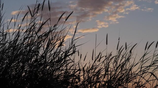 Morning weeds and wildflowers amidst the clouds and sky.