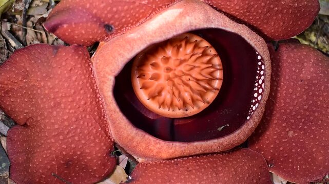 Rafflesia flower, The Rafflesia is blooming, The world's largest flower, Khao Sok, Surat Thani Province. 
