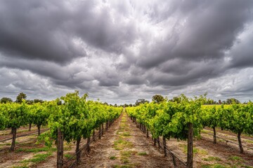 Naklejka premium Rows of green grapevines stretch under a dramatic, cloudy sky