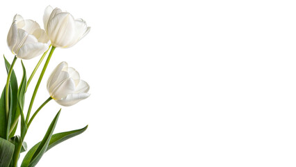 Three white tulips stand tall with green stems and leaves isolated on transparent background cut out © Hanna