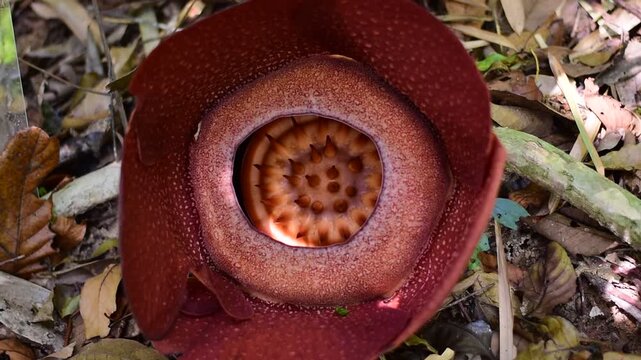 Rafflesia flower, The Rafflesia is blooming, The world's largest flower, Khao Sok, Surat Thani Province. 