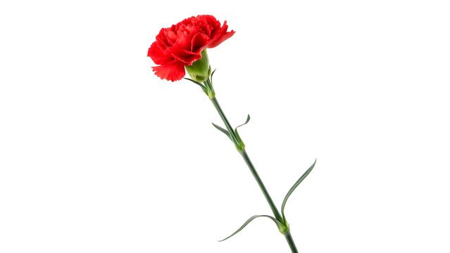 Red carnation flower stands tall with green stem isolated on transparent background cut out
