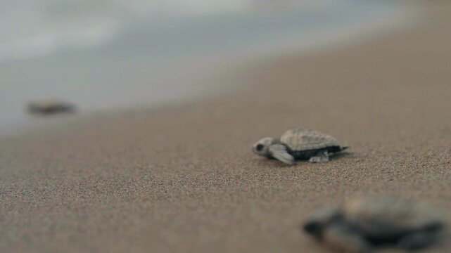 RELEASING OF HATCHLINGS SEA TURTLES 